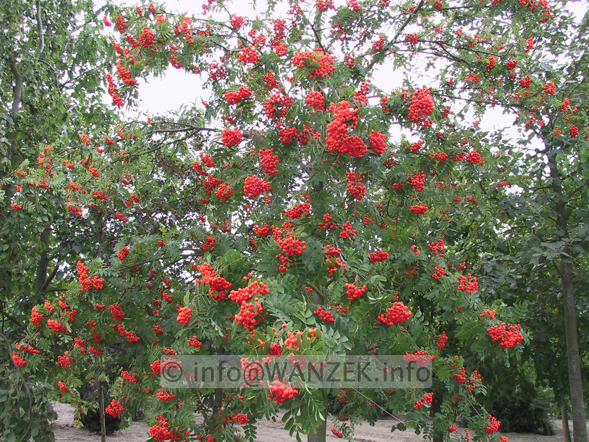 Sorbus aucuparia - Sol-Baum mit Beeren.JPG
